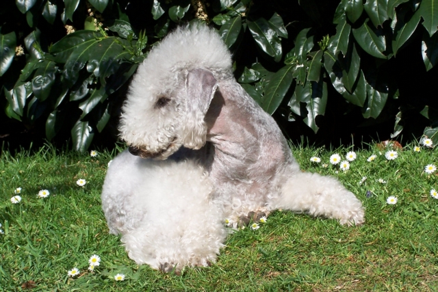 Unsere Hunde 11.05 (22).JPG